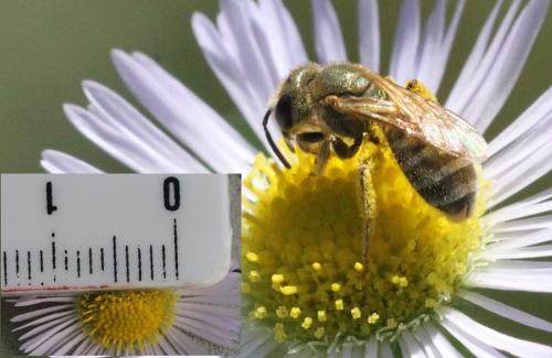 Seladonia subaurata